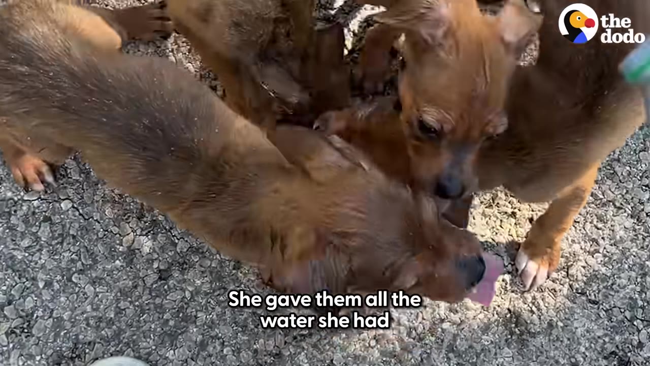 A group of small brown puppies eagerly drinking water on a paved ground.