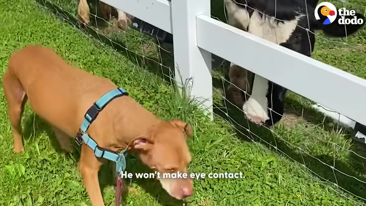 A brown dog wearing a blue harness looks down and away from a black and white cow behind a white fence.