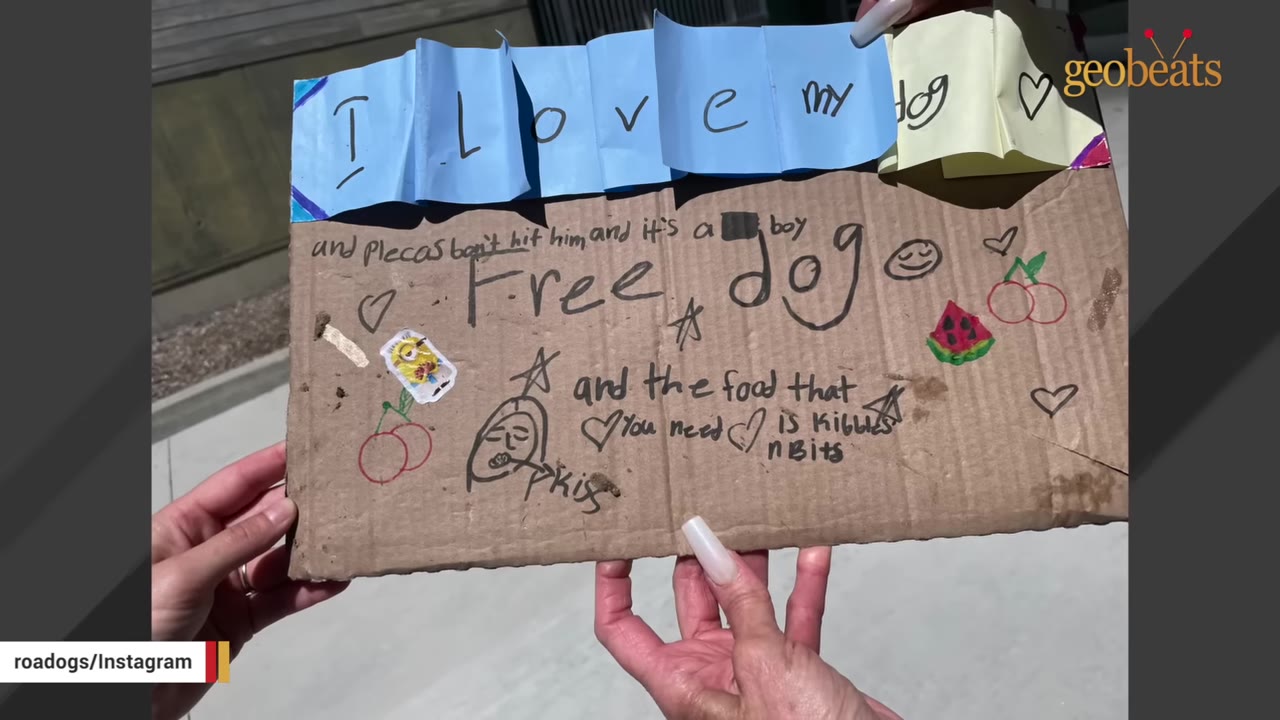 A person holds a cardboard sign with handwritten messages and drawings that read 'I love my dog' and 'Free dog', with requests not to hit him and details about his food.