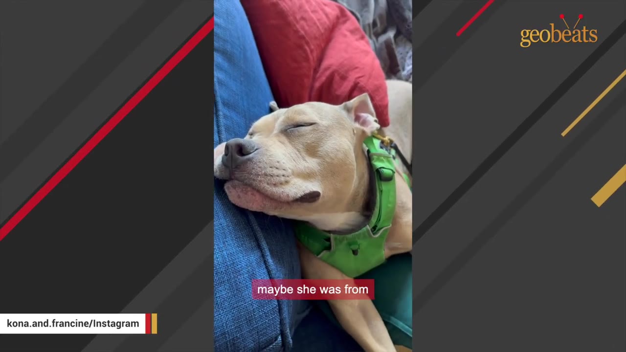 A tan puppy wearing a green harness sleeps peacefully with her head resting on a blue cushion.