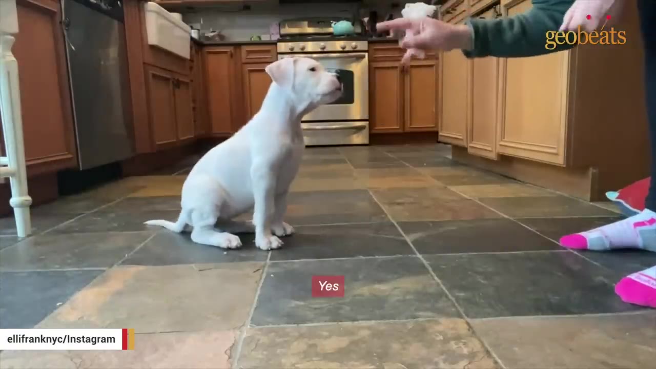 A small white puppy sitting on a tiled kitchen floor, looking up attentively at a person's hand making a gesture.