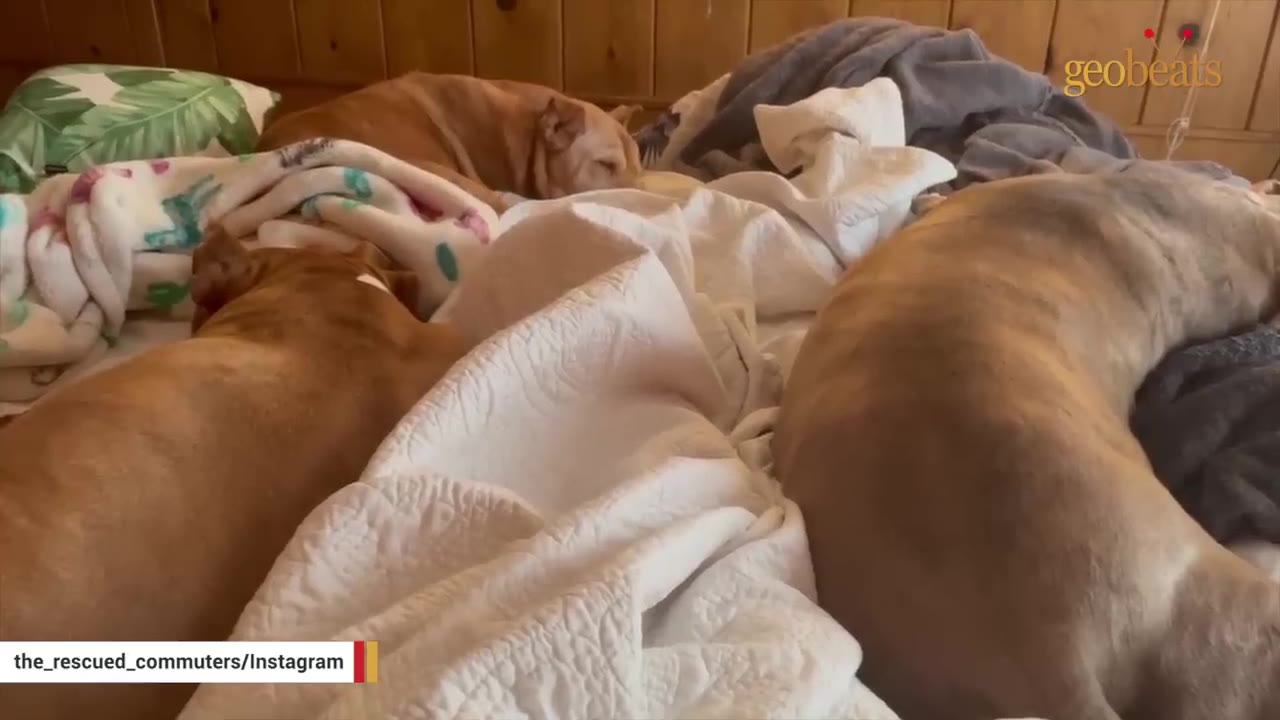 Three dogs sleeping peacefully together on a bed covered with blankets.