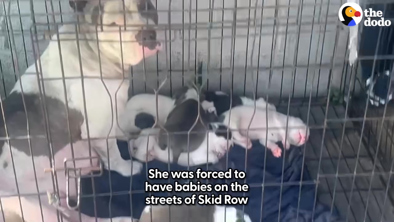 A black and white dog stands inside a wire cage next to several small puppies lying on a dark blanket.