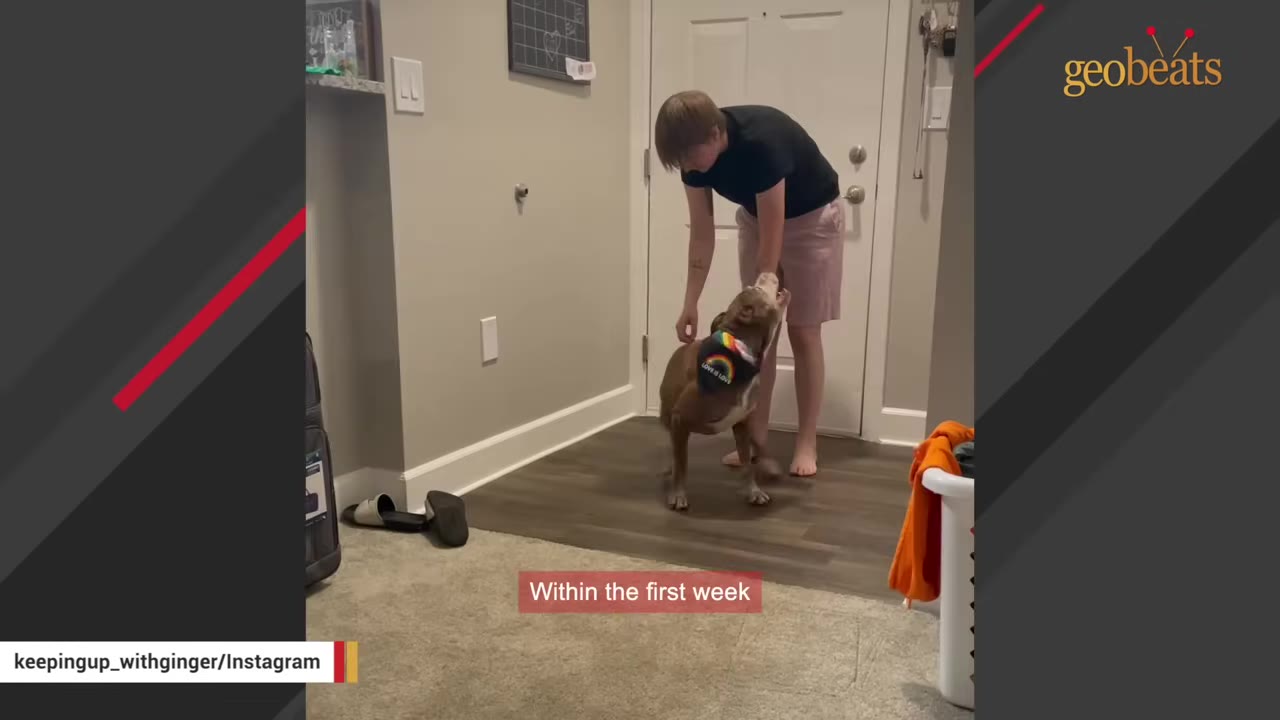 A person in a black t-shirt and pink shorts stands in an entryway, gently interacting with a brown dog wearing a rainbow bandana.