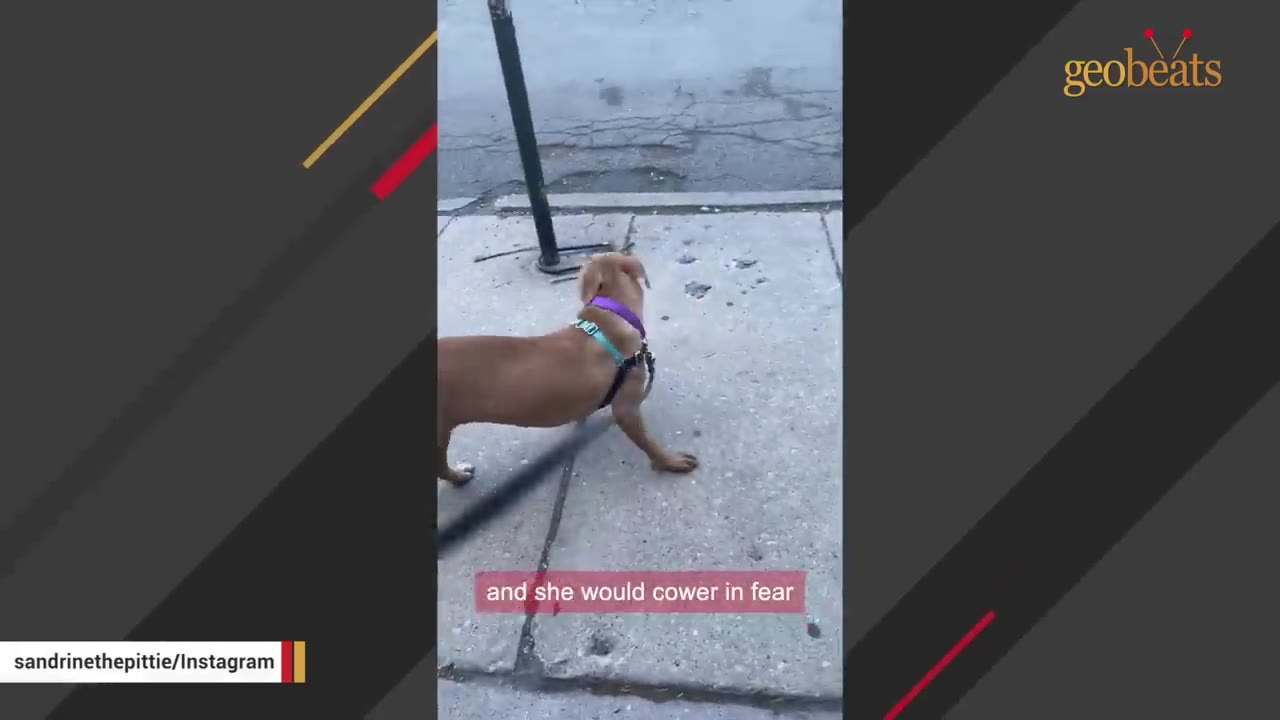 A brown dog wearing a purple collar and harness cowers low to the ground on a concrete sidewalk while on a leash.