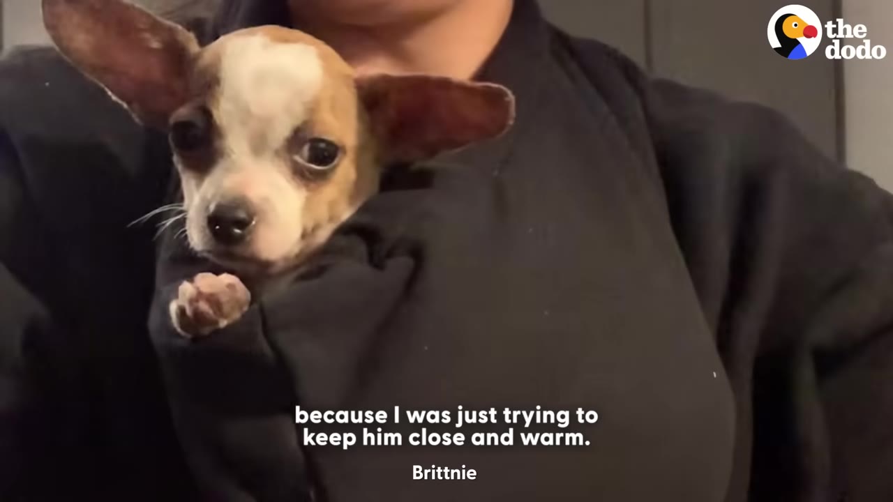 A tiny brown and white puppy with large ears peeks out from the front pouch of a black sweatshirt worn by a person.