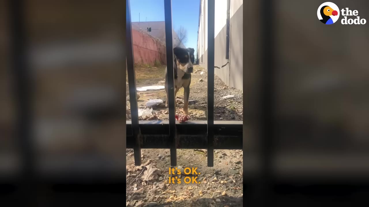 A black and tan dog stands behind a black metal fence, looking cautiously towards the camera on a dirt path.