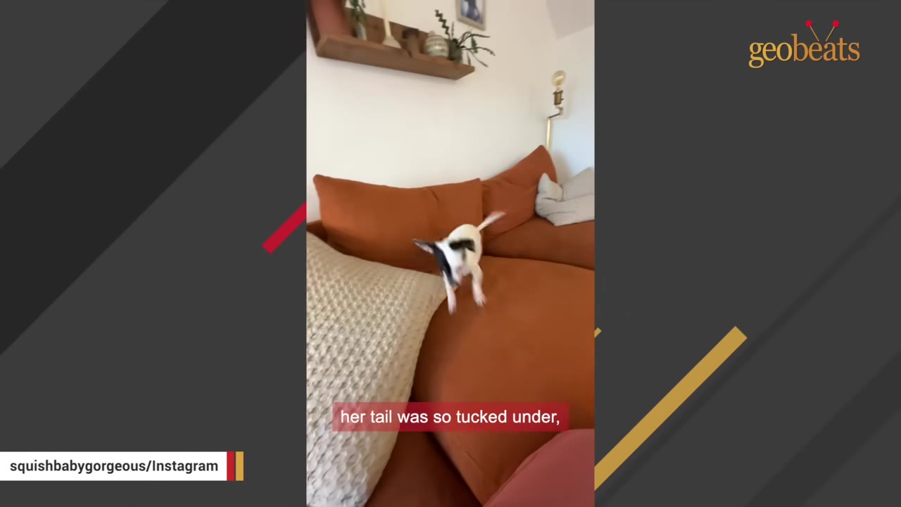 A small white and black dog on an orange couch with its tail tucked tightly under its body.