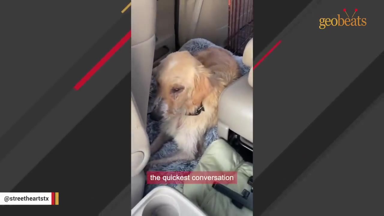 A golden dog lying down on a fluffy dog bed inside a car.