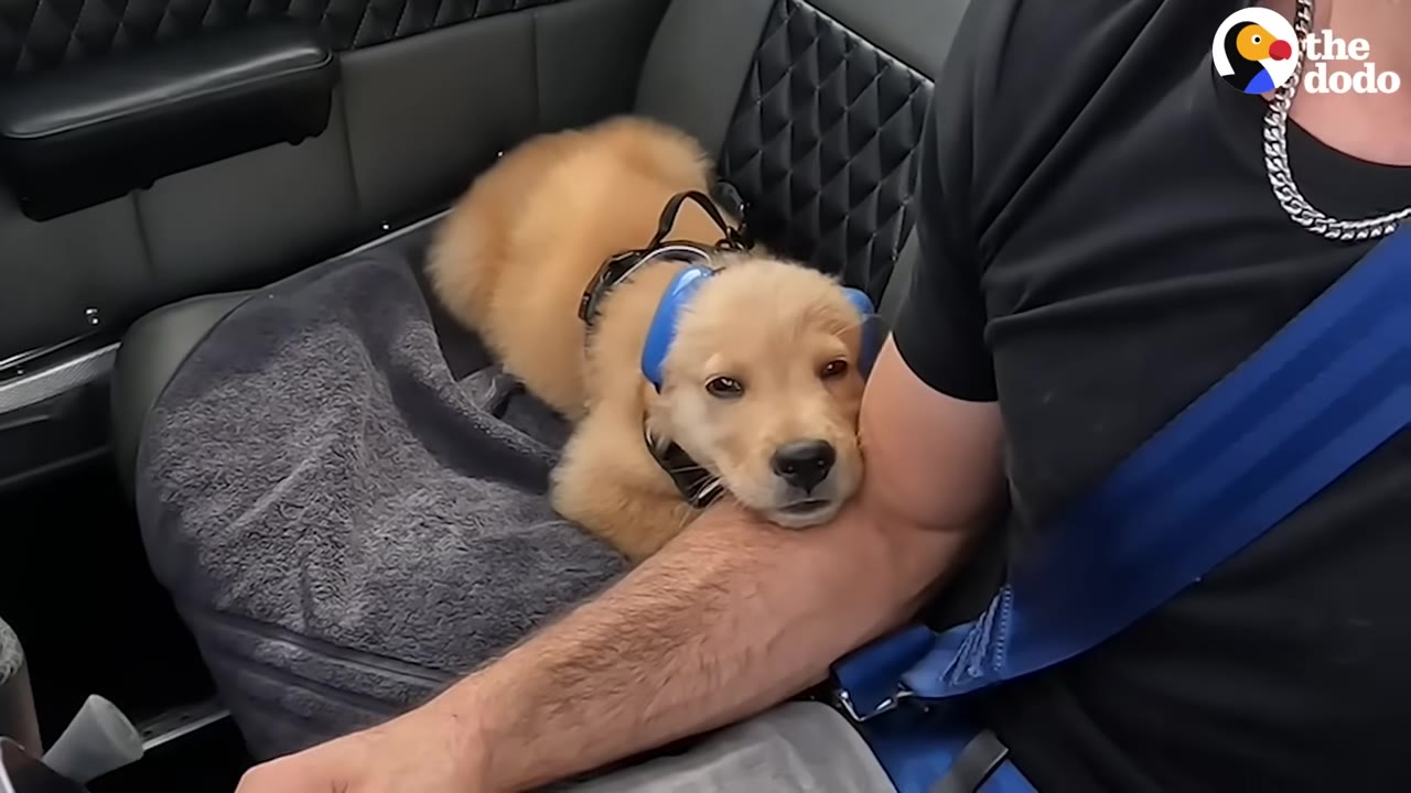 A golden retriever puppy wearing blue ear protection rests its head on a man's arm inside an airplane cockpit.