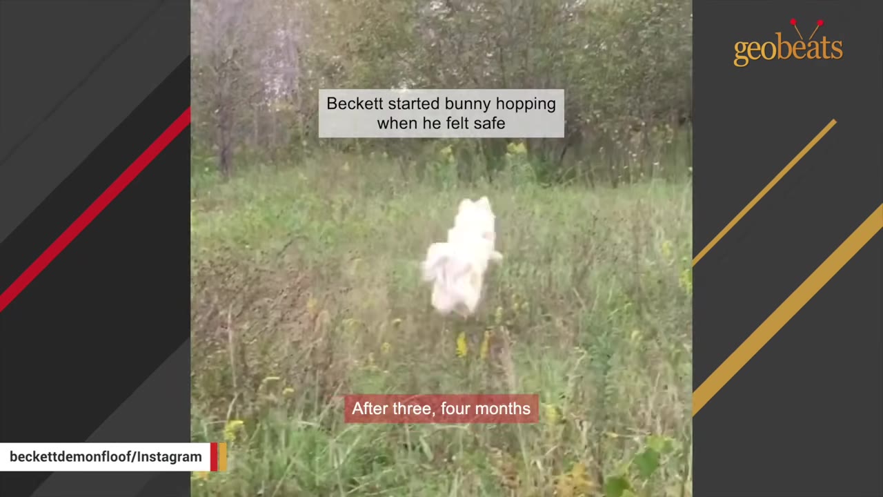 A fluffy white dog runs through a grassy field with text overlays that read 'Beckett started bunny hopping when he felt safe' and 'After three, four months'.