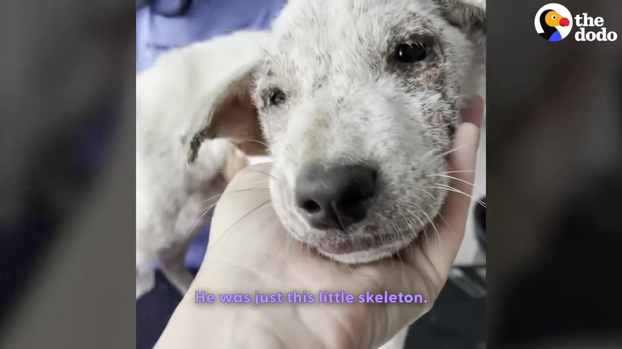 A close-up shot of a small, scruffy white puppy with skin irritation being gently cradled under the chin by a person's hand.