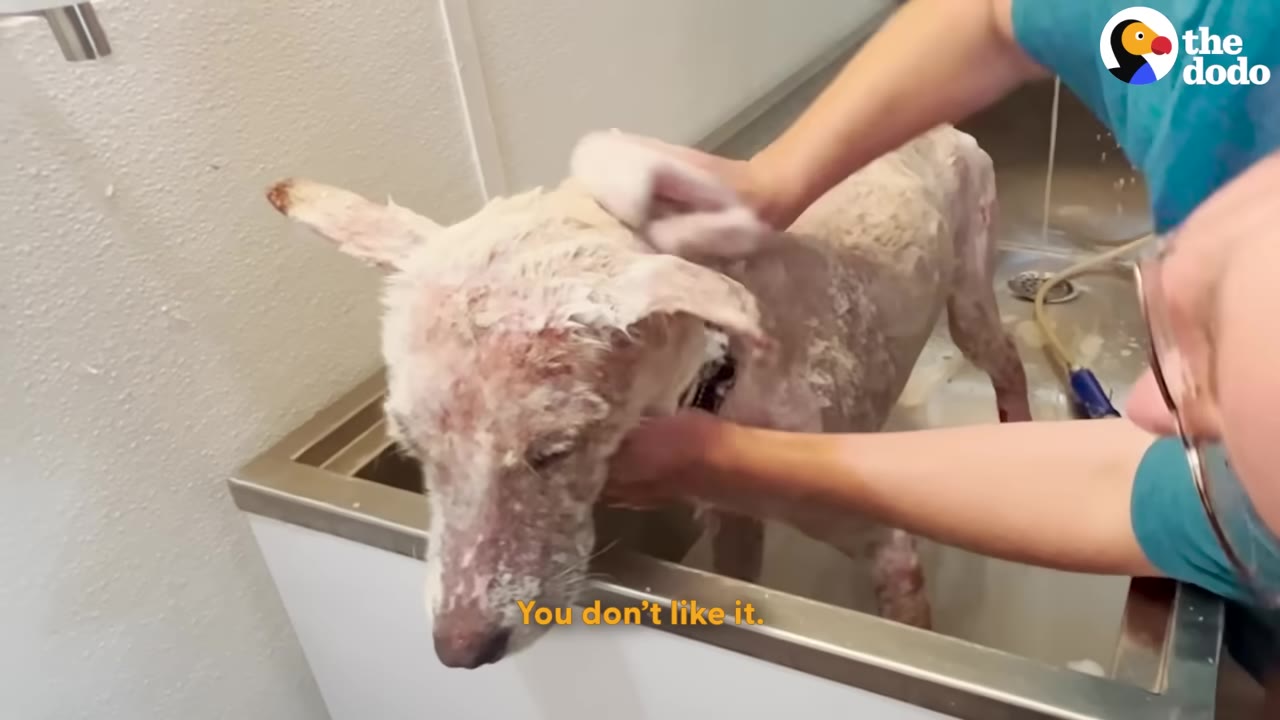 A close-up shot of a light-colored dog with severe skin irritation and hair loss being bathed in a tub by a volunteer.