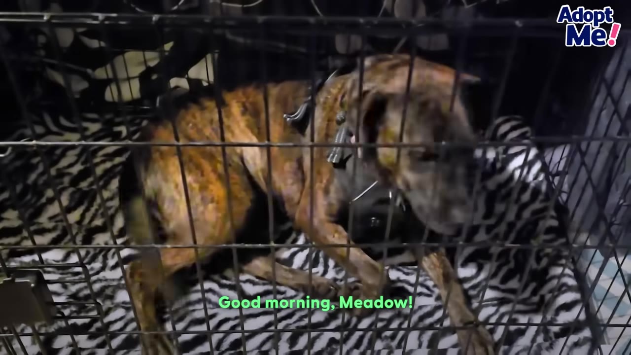 A brindle dog named Meadow inside a wire crate with a zebra-print blanket, looking up as if greeting someone.