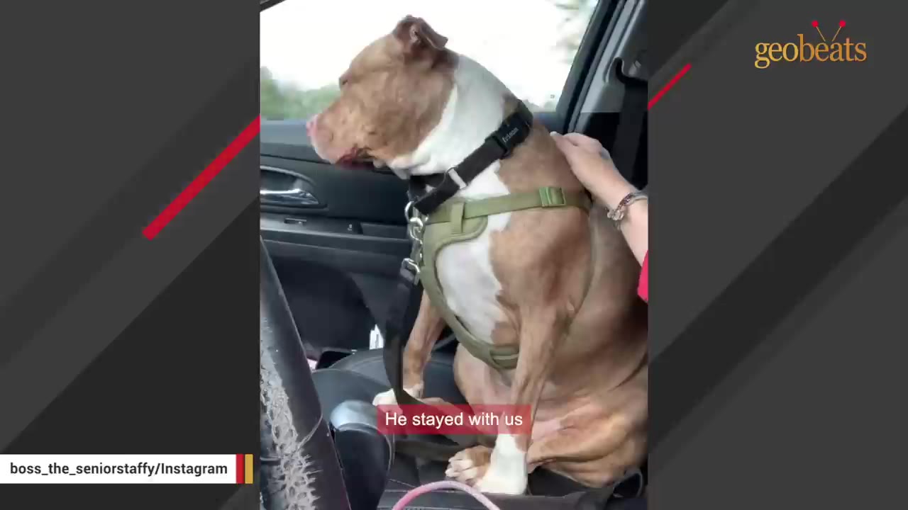 A tan and white pit bull wearing a green harness sits in the passenger seat of a car while a person's hand gently pets his back.