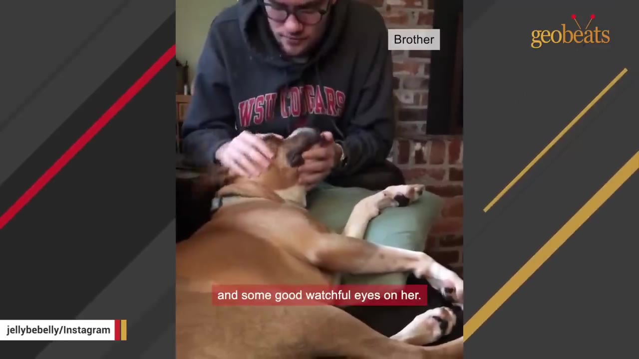 A man wearing glasses and a grey hoodie gently pets a brown and white dog lying down on a green cushion.