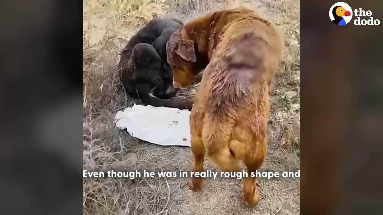 A brown dog with visible wounds on its back stands over a black dog lying down on the ground.