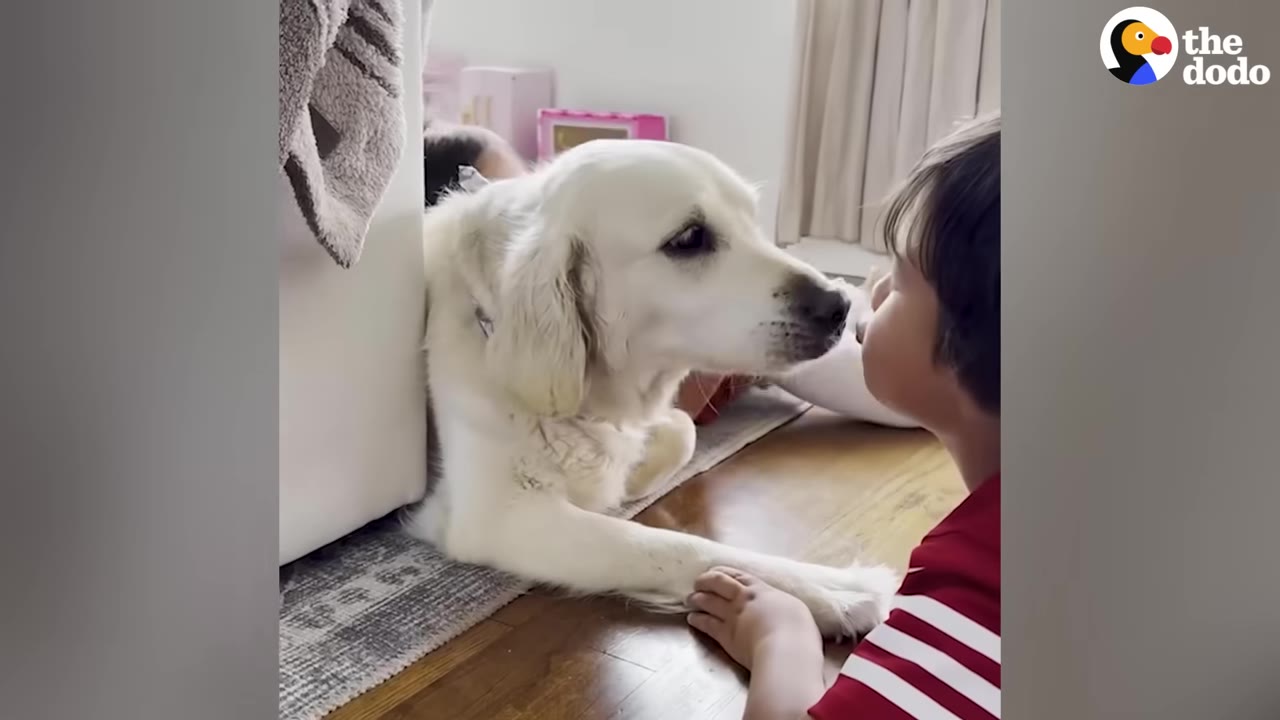 A light-colored golden retriever lies on the floor, looking gently at a young child in a red and white striped shirt who is holding the dog's paw.