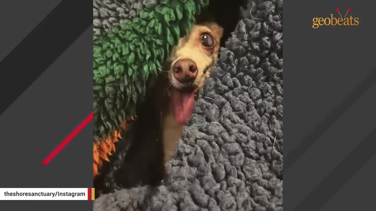 A small, elderly dog with its tongue hanging out peeks out from under a green and grey textured blanket.
