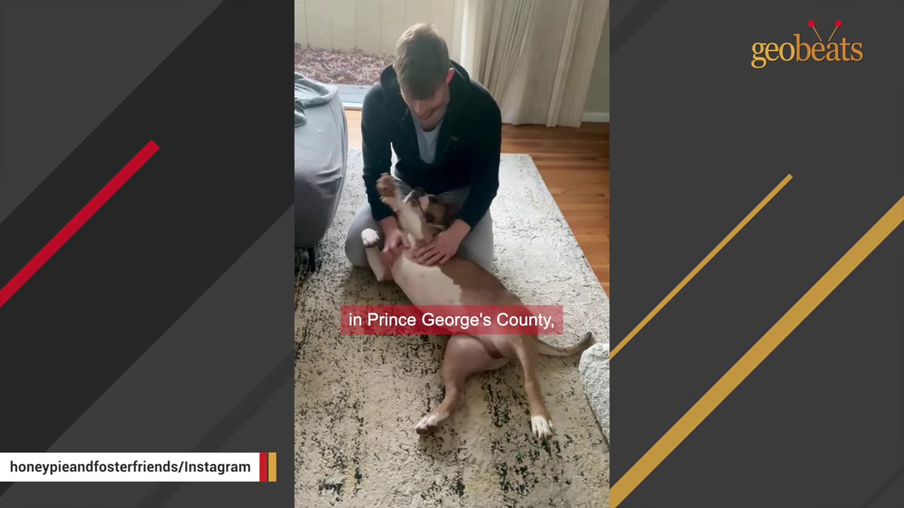A man kneeling on a rug, petting a tan and white dog lying on its back, with a subtitle reading 'in Prince George's County,'.
