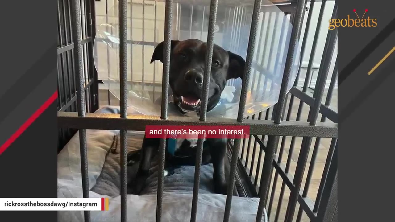 A black dog wearing a plastic cone collar sits inside a metal shelter cage, looking out through the bars.