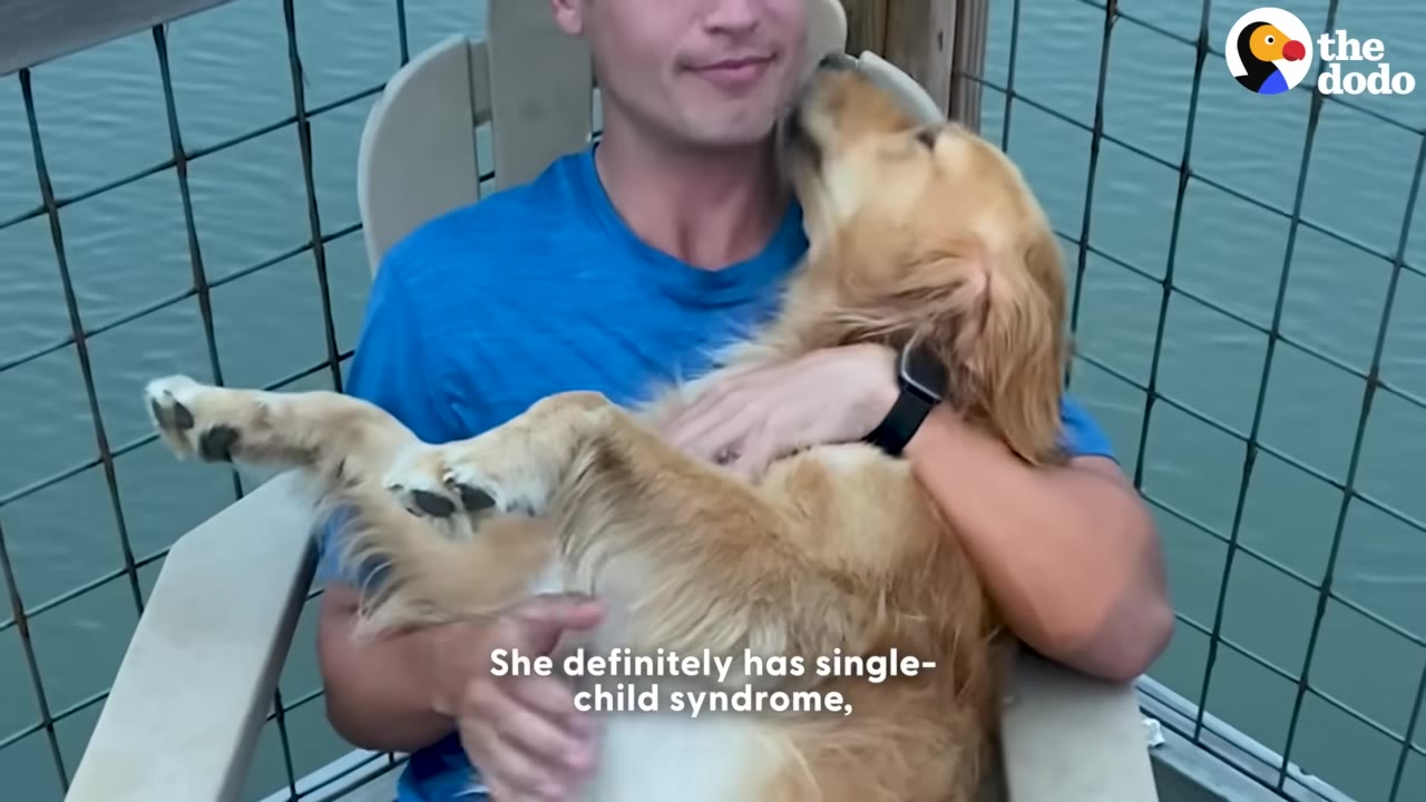 A golden retriever lies cradled in the arms of a man sitting in an outdoor chair, licking his chin.