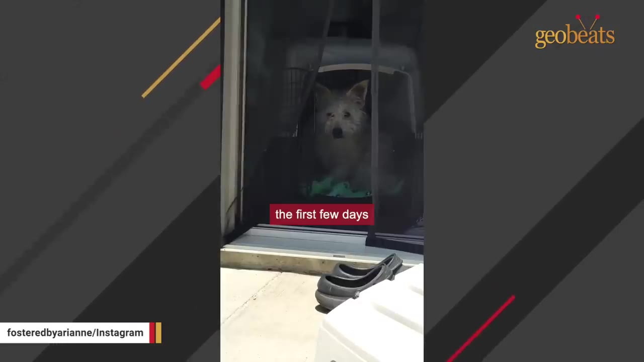 A small, scruffy white dog sits inside a plastic pet crate, looking out through a screen door.