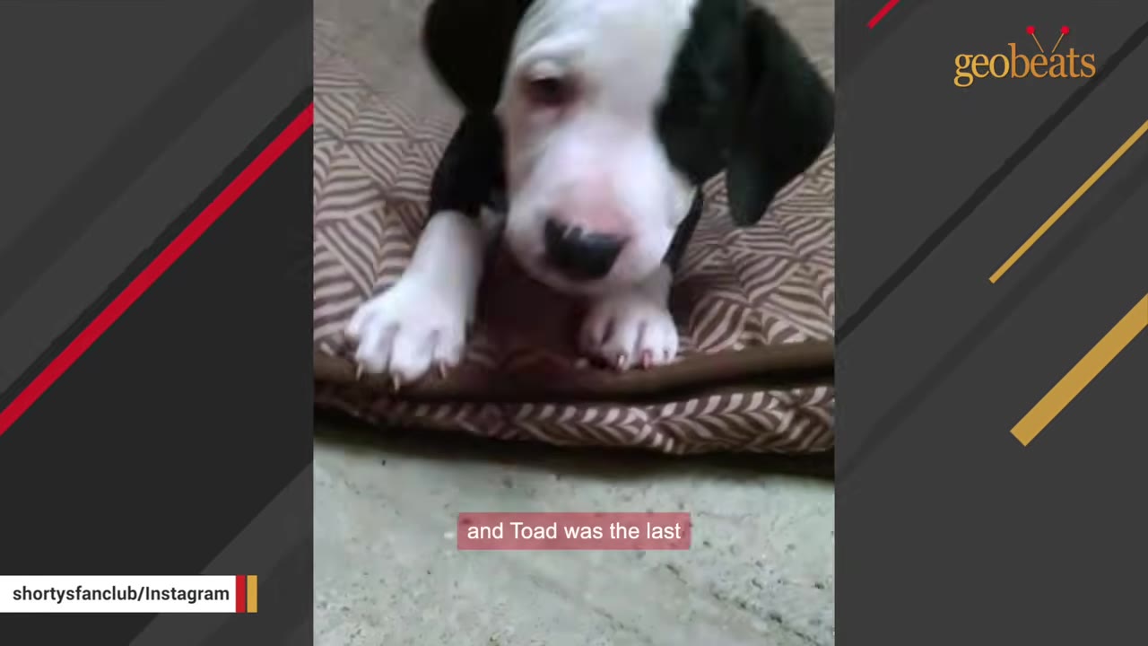 A close-up of a black and white puppy lying on a patterned dog bed, looking directly at the camera.
