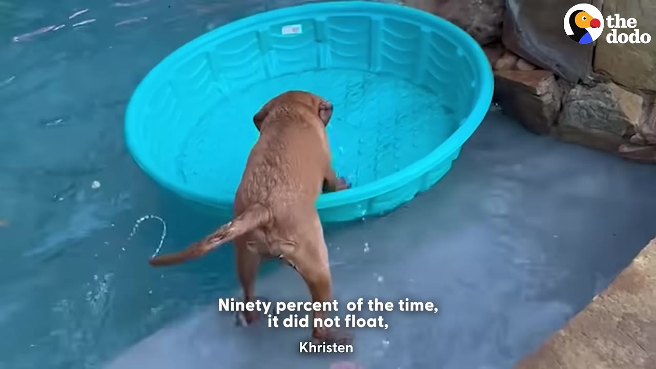 A brown dog stands on the edge of a swimming pool, placing its front paws inside a floating blue plastic kiddie pool.