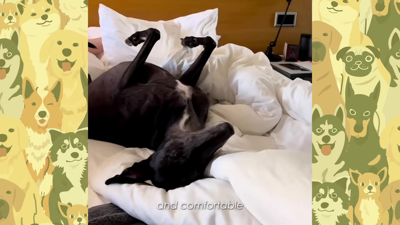 A black greyhound lies on its back on a white bed with its front legs bent and pointing straight up in the air.