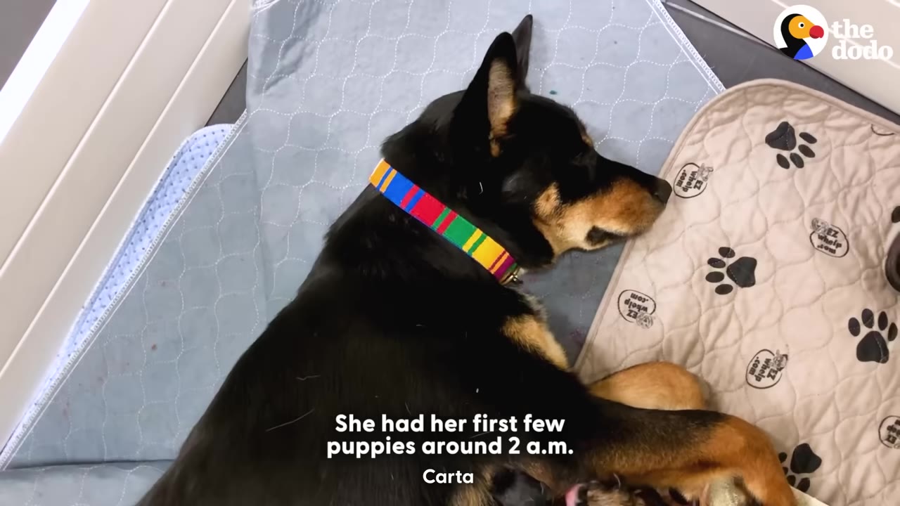 A black and tan dog wearing a colorful collar lies down on a blue mat during the night.