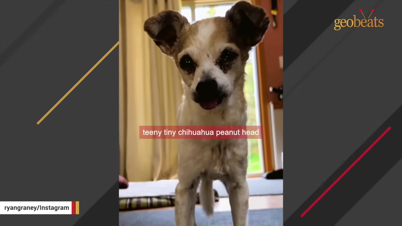 A small, unique-looking dog with large ears and a small head stands indoors looking at the camera.