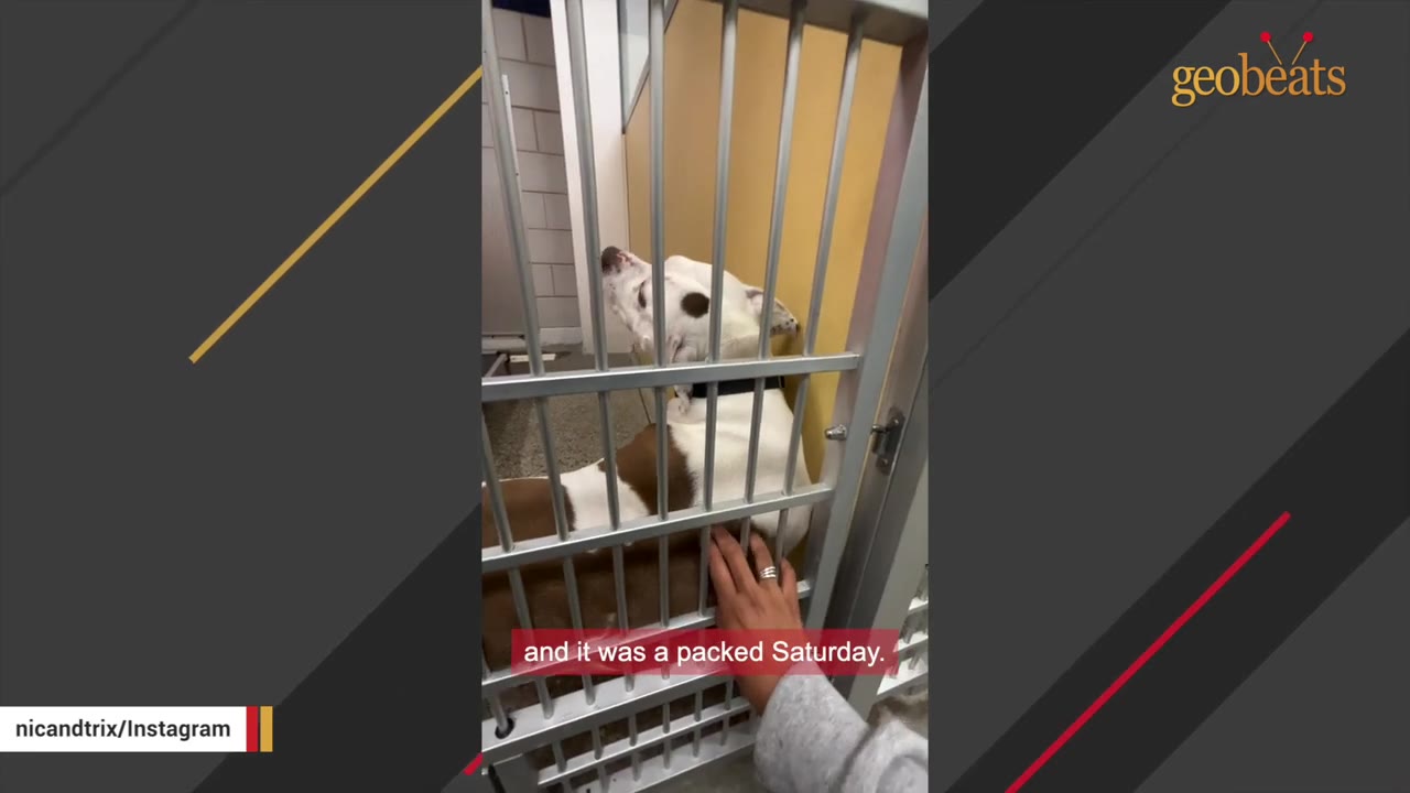 A brown and white dog stands quietly behind the metal bars of a shelter kennel as a person's hand reaches through to gently touch its chest.