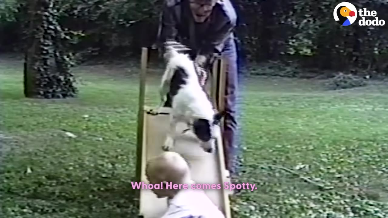 A black and white dog named Spotty slides down a wooden slide in a grassy yard, guided by a man while a young child watches from below.
