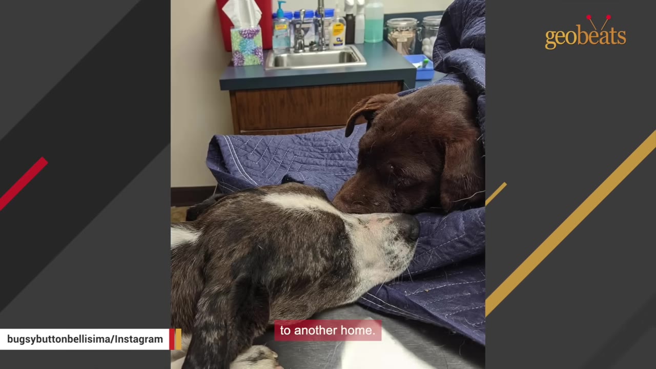 A brown dog wrapped in a blue blanket rests on an examination table next to another dog in a veterinary clinic setting.