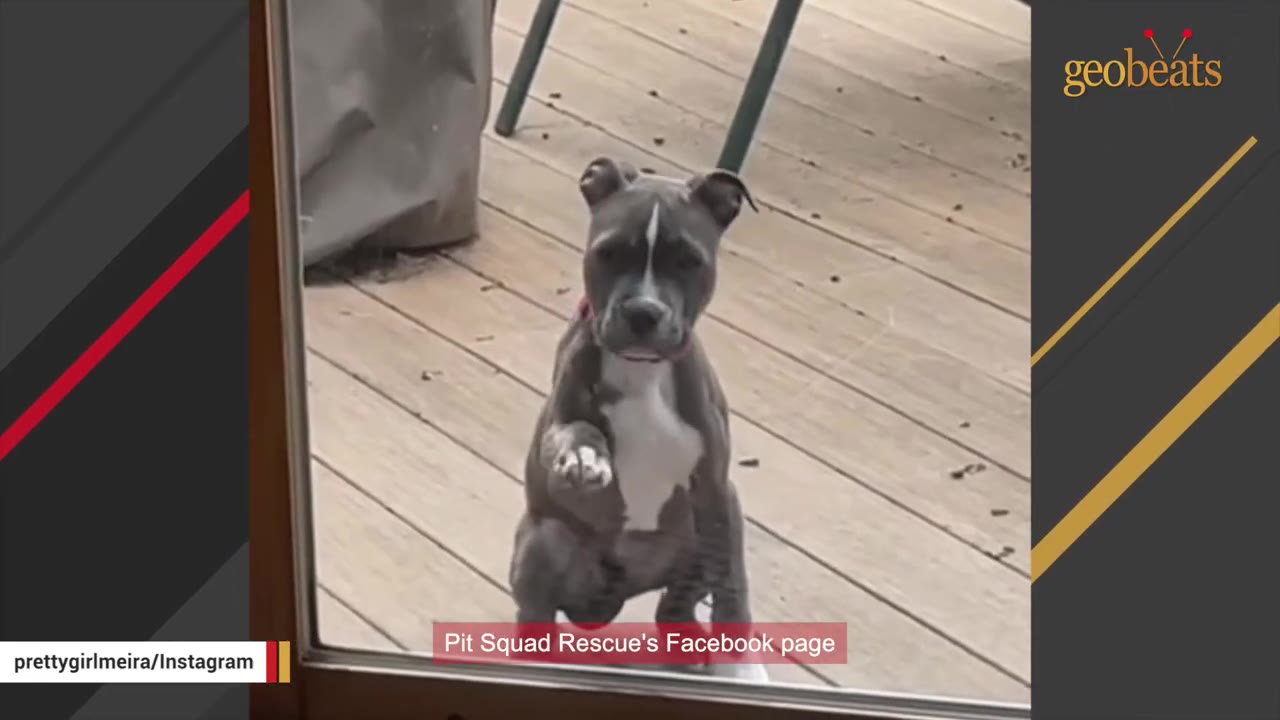 A grey and white pit bull puppy looking through a glass door, with a caption overlay mentioning Pit Squad Rescue's Facebook page.