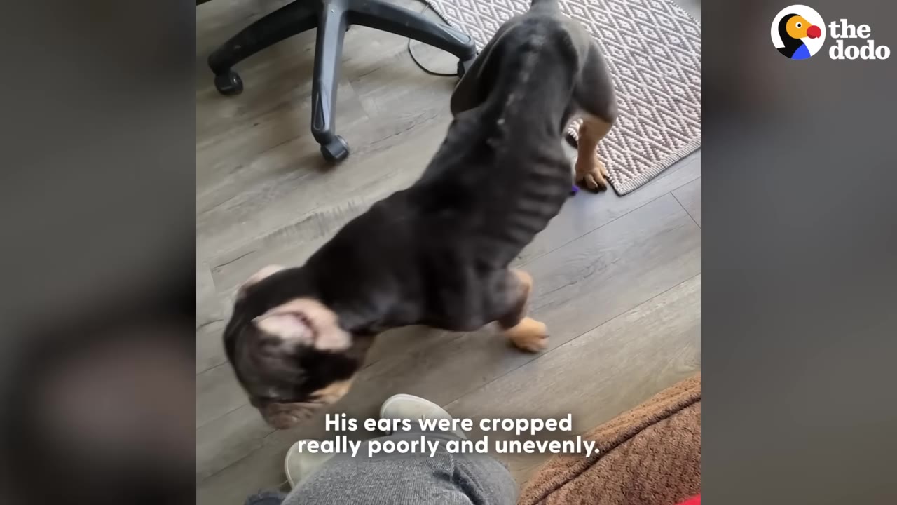An overhead view of an extremely emaciated dark-colored dog with visible ribs and spine standing on a wooden floor.