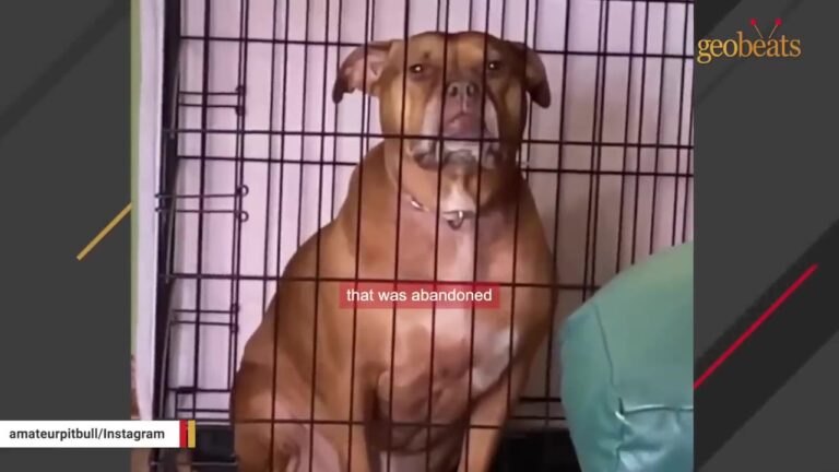 Abandoned Texas Dog Develops “Duck Feet” After Years Inside A Crate