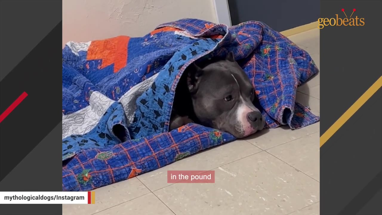 A grey and white pit bull lies quietly on a tiled floor, tucked under a blue, orange, and white patterned quilt.