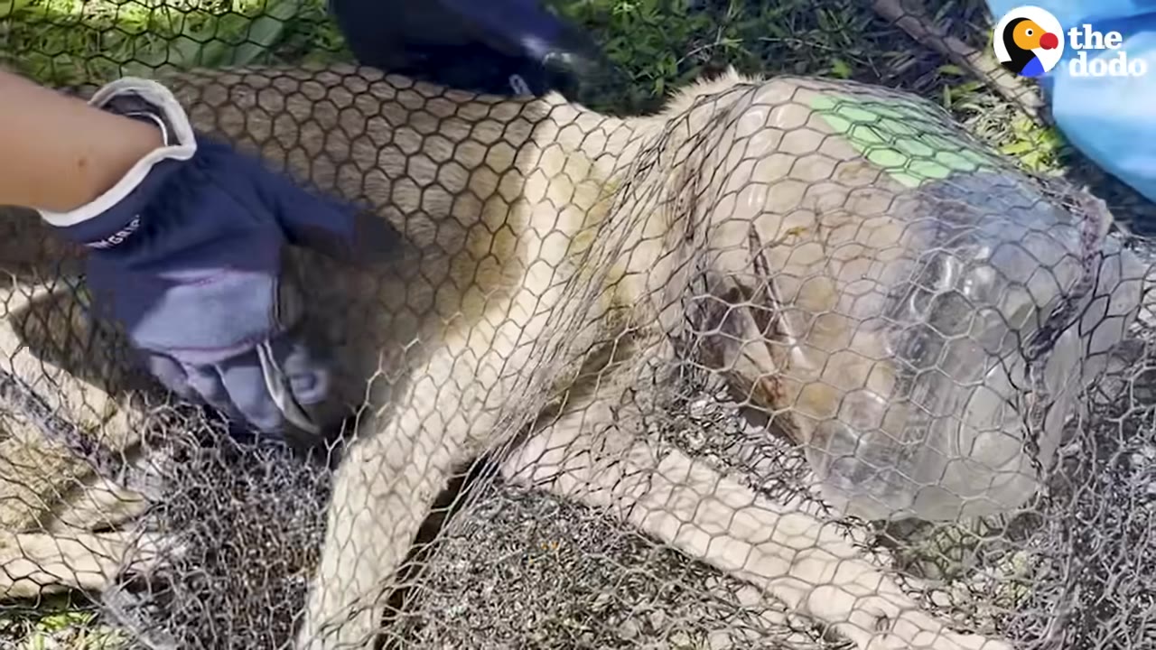 A gloved hand gently rests on a dog-like animal trapped under a net with a plastic jar stuck on its head.