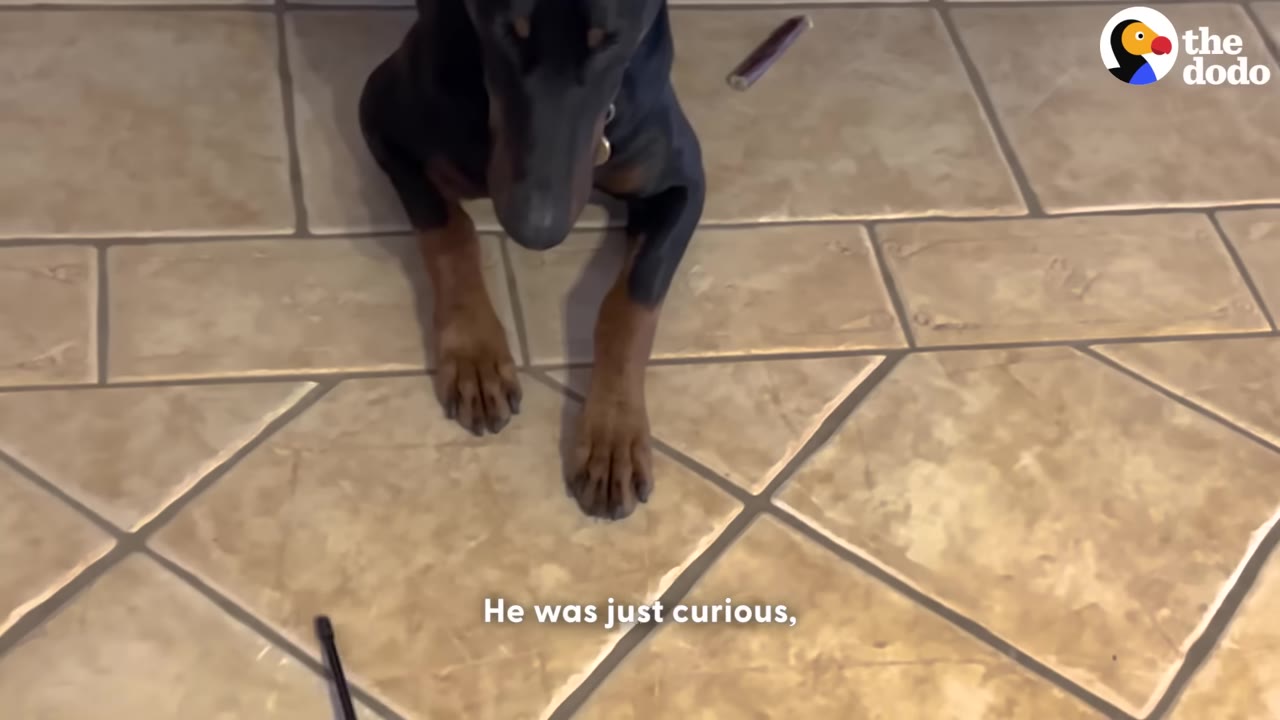 A black and tan Doberman dog sitting on a tiled floor, looking down curiously.