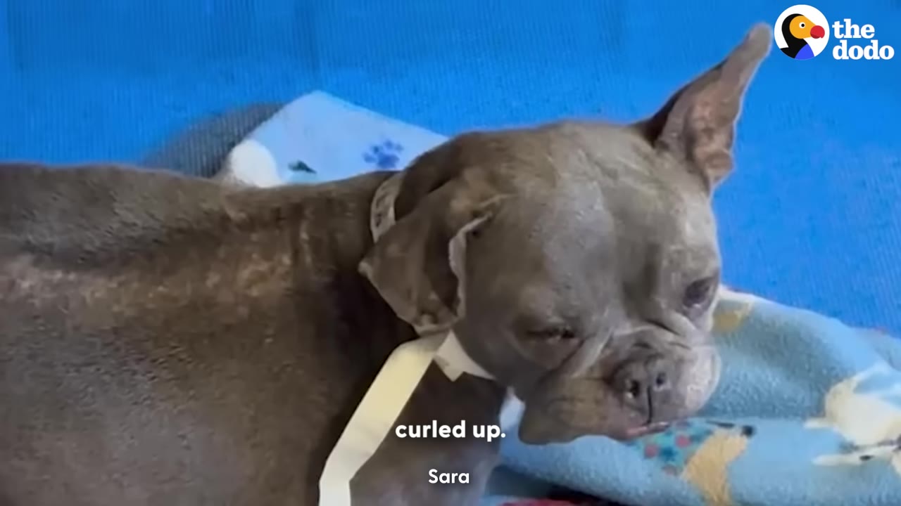 A small, grey French bulldog curled up on a blue blanket.