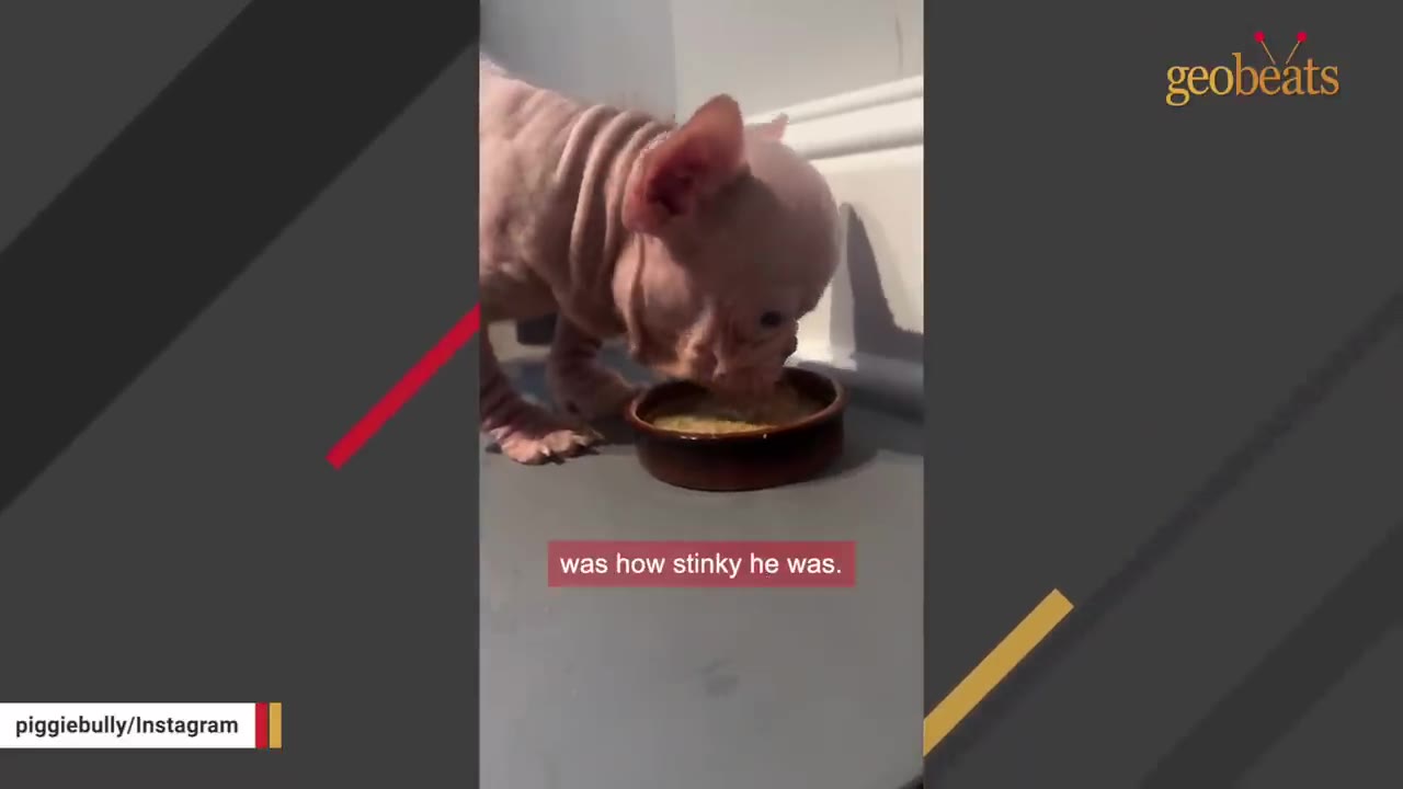 A small, wrinkly, hairless puppy eating food from a small brown bowl on the floor.