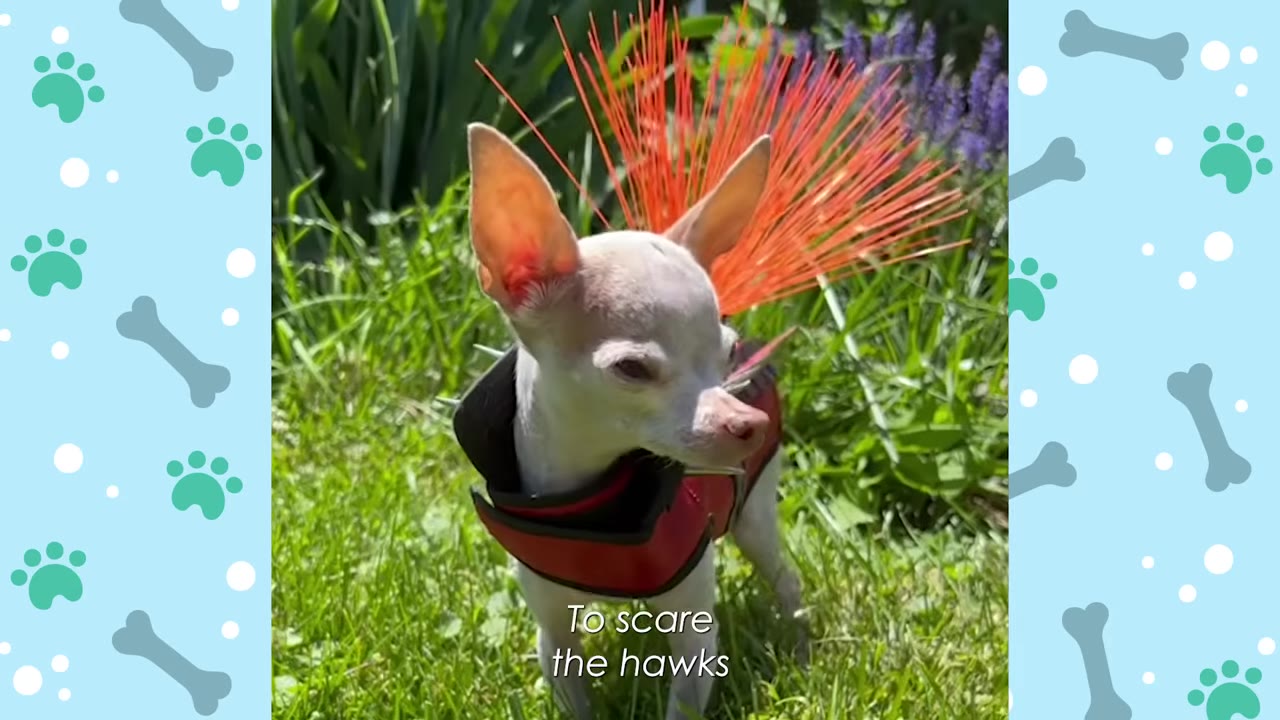 A tiny white chihuahua stands in a grassy yard wearing a red protective vest equipped with metal spikes around the neck and long, bright orange spikes fanning out from its back.