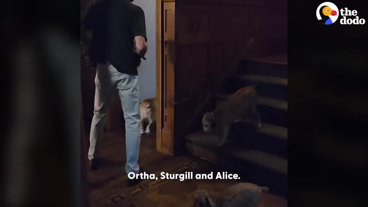 A man in light-colored pants and a dark shirt walks near a wooden staircase as several dogs make their way down the steps.