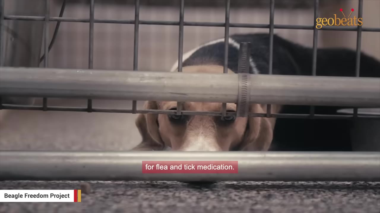 A close-up of a beagle looking sad and frightened from behind the metal bars of a cage.