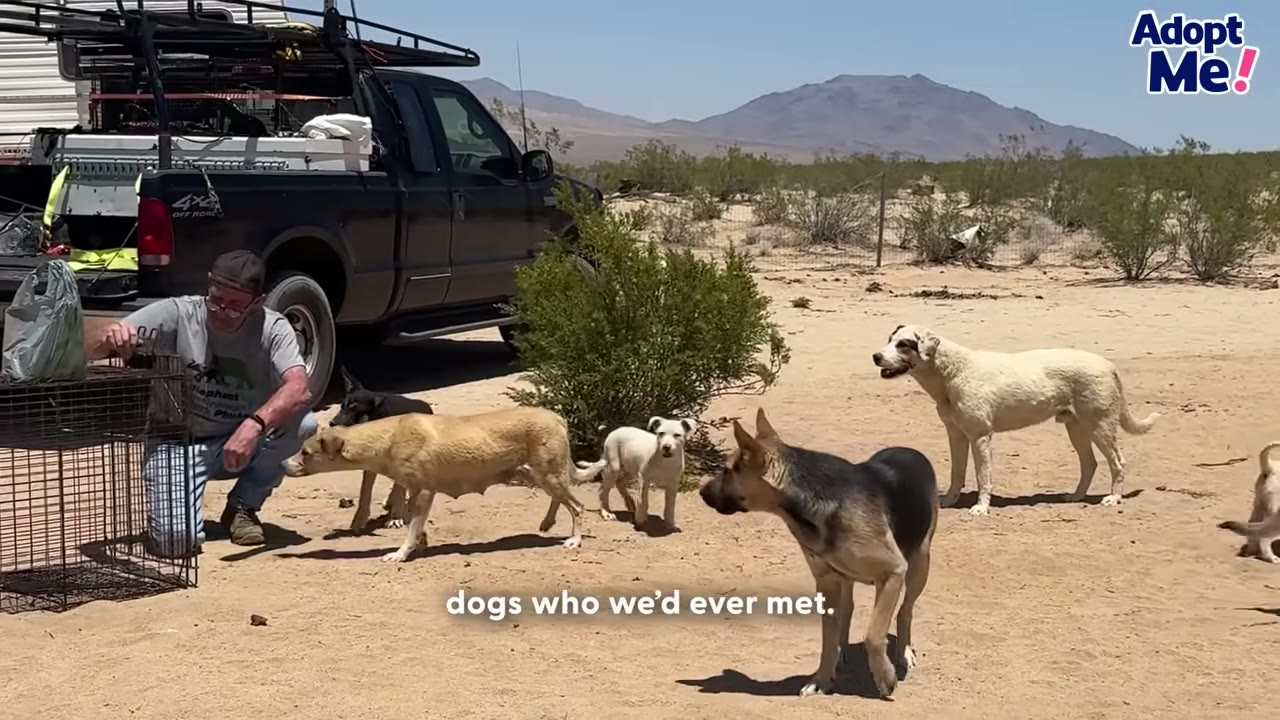 A group of rescued dogs of various breeds stand in a sandy desert area next to a black pickup truck and a rescuer kneeling by a cage.