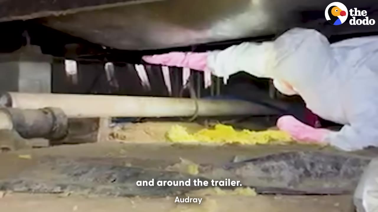 A person wearing a white protective suit and pink gloves crawls on the ground to reach underneath a trailer.