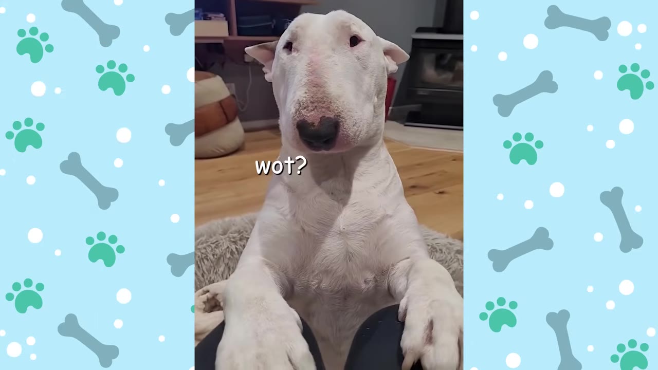 A close-up of a white Bull Terrier looking directly at the camera with a curious expression, with the text 'wot?' overlaid on the image.