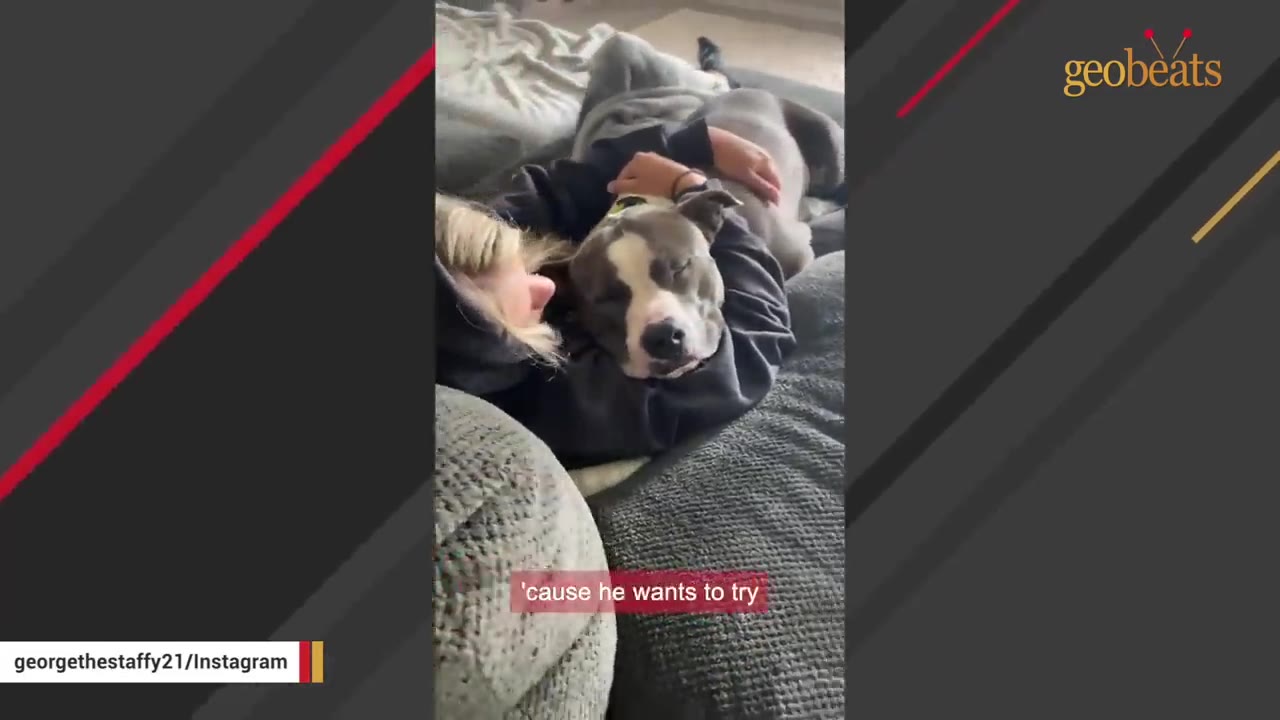 A grey and white pit bull cuddles closely on top of a woman lying on a couch, illustrating a velcro dog.